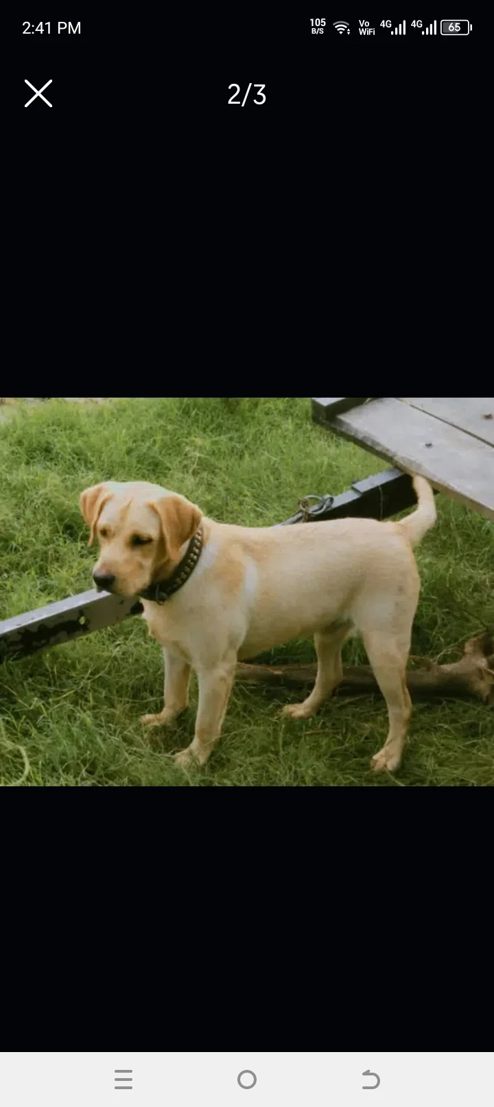 Labrador pair + SALE | GOLDEN Labrador pair-Image 1