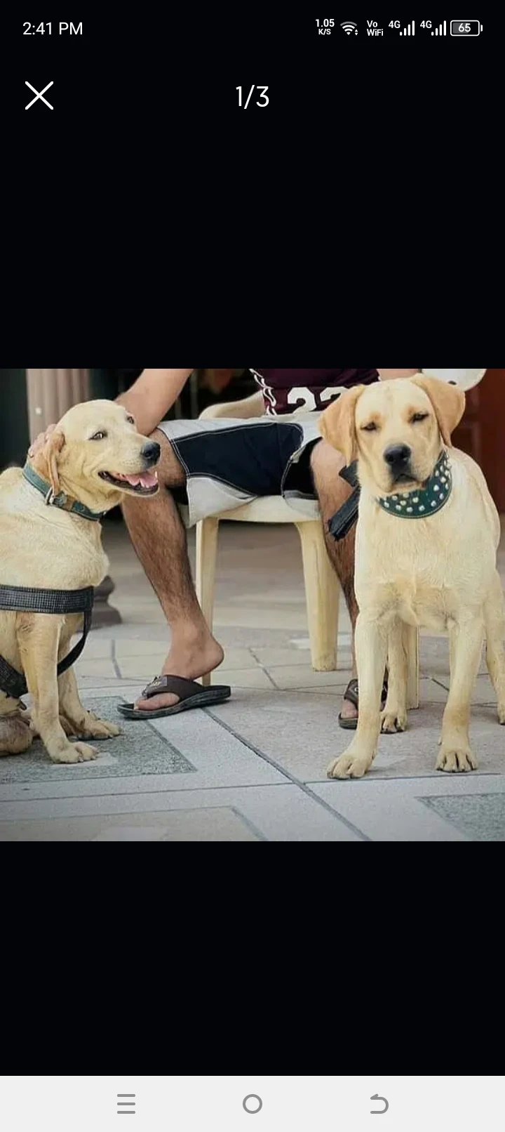 Labrador pair + SALE | GOLDEN Labrador pair-Image 2