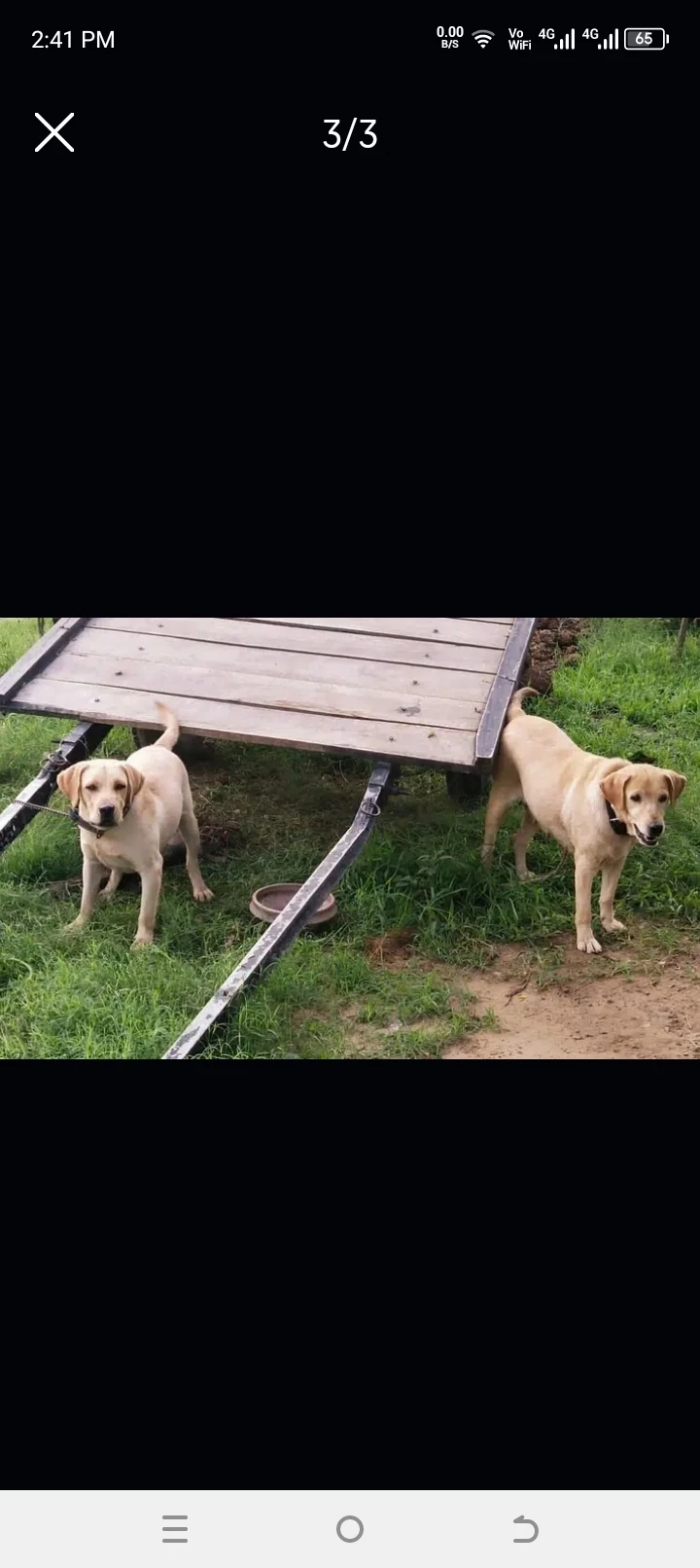 Labrador pair + SALE | GOLDEN Labrador pair-Image 3