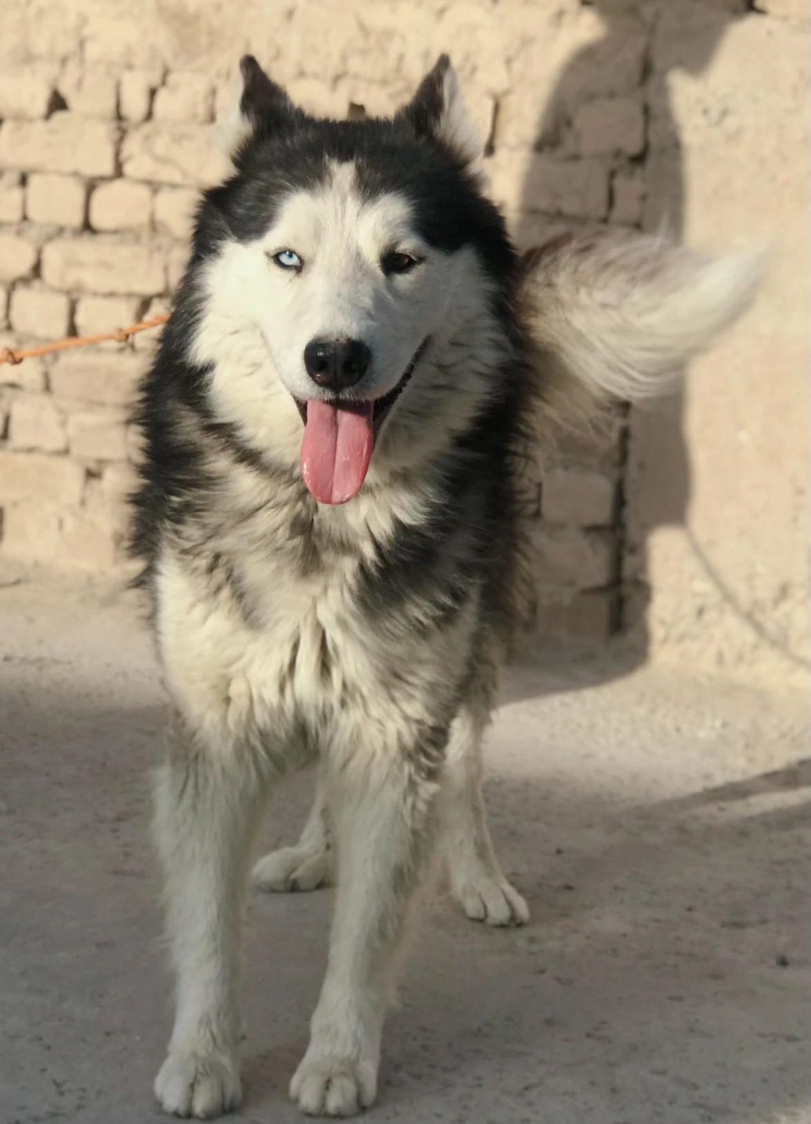 Siberian Husky-Image 4