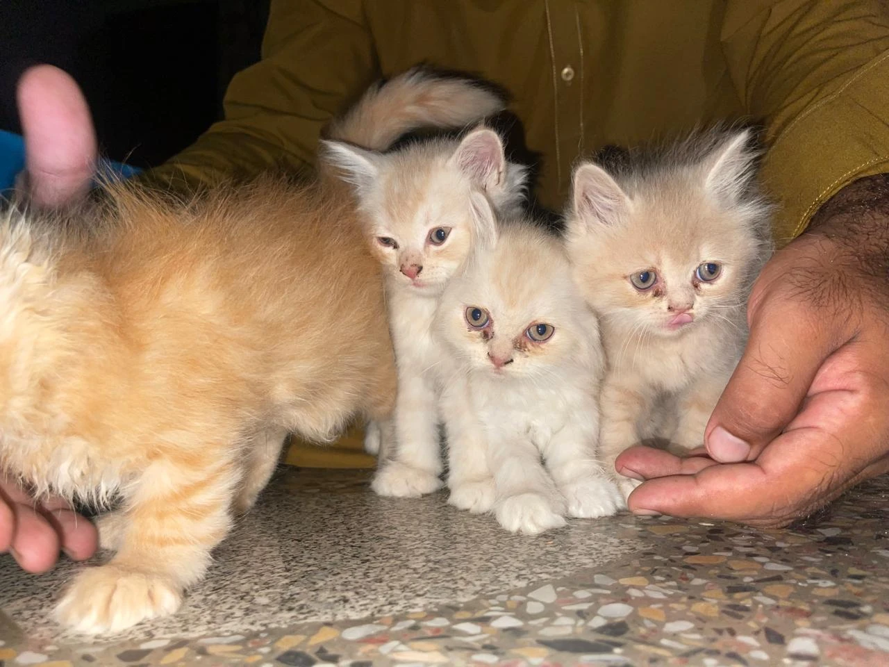 Persian kitten-Image 1