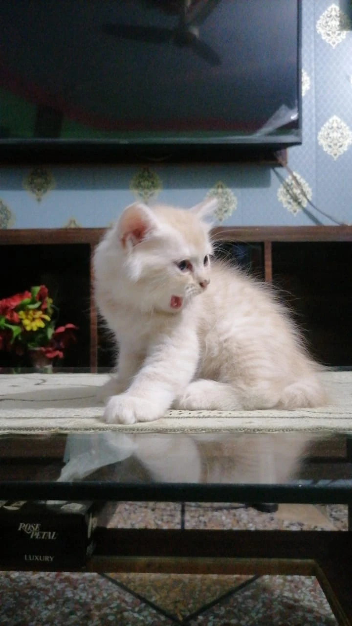 Persian kitten-Image 2