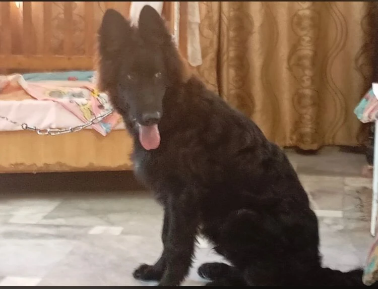 black German Shepherd for sale-Image 2