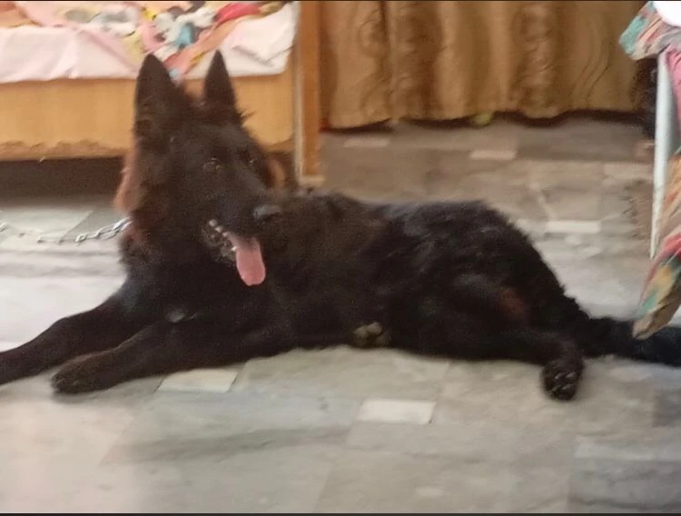 black German Shepherd for sale-Image 3