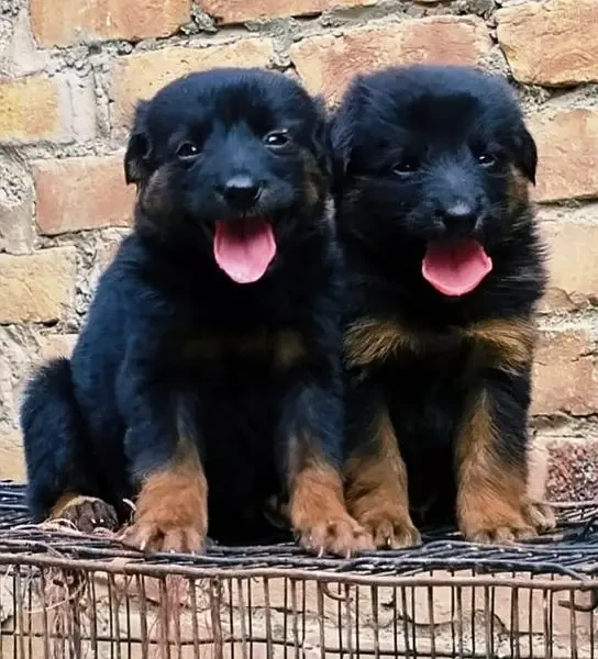 German Shepherd Long Coat Black puppies-Image 1