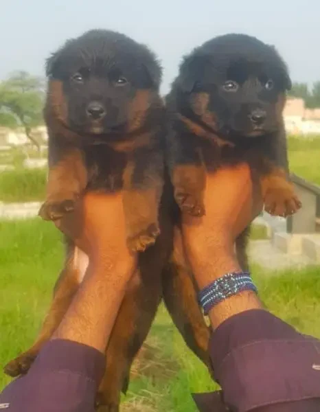 German Shepherd long coat puppies for sale-Image 1