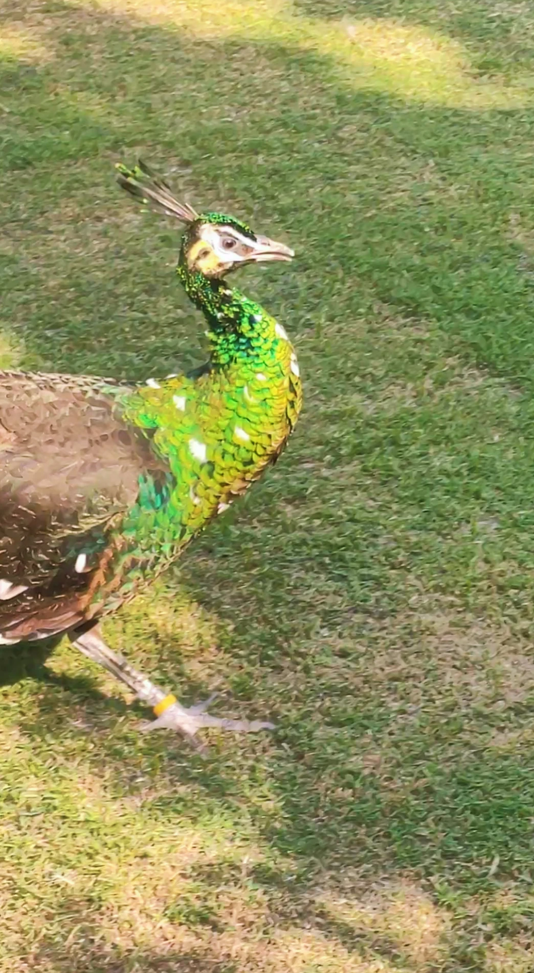 Green emerald peacock-Image 2