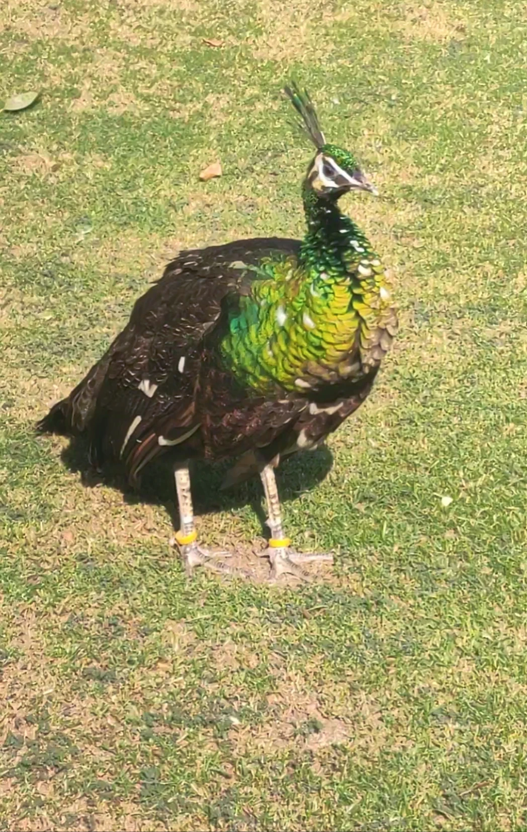 Green emerald peacock-Image 6