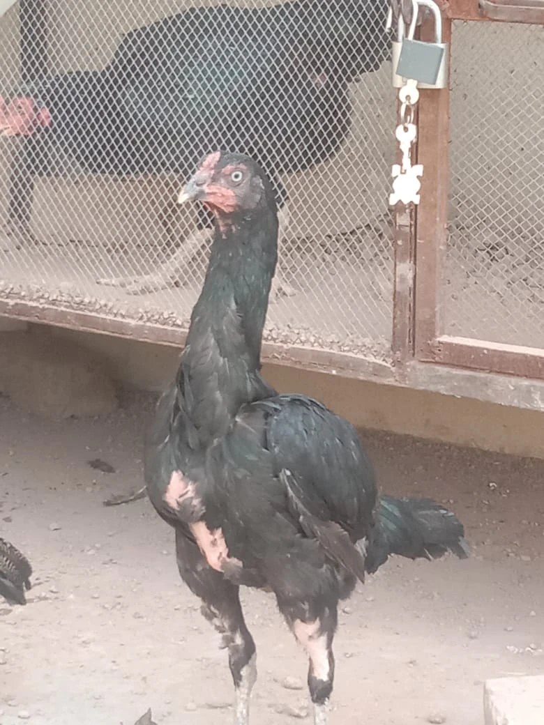 4 mianwali mushki hen urgent for sale ready to breed egg ki granty-Image 1