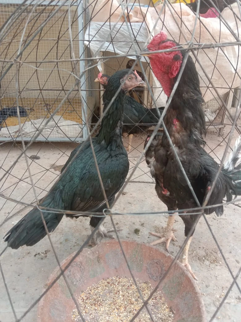 4 mianwali mushki hen urgent for sale ready to breed egg ki granty-Image 2