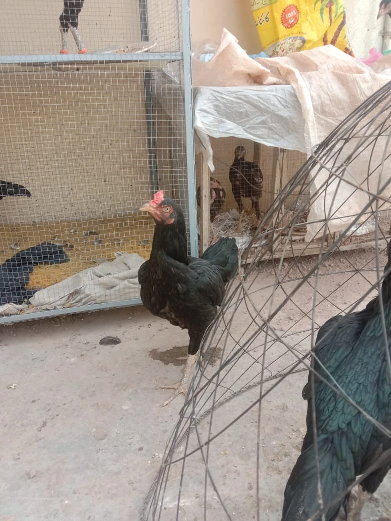 4 mianwali mushki hen urgent for sale ready to breed egg ki granty-Image 3