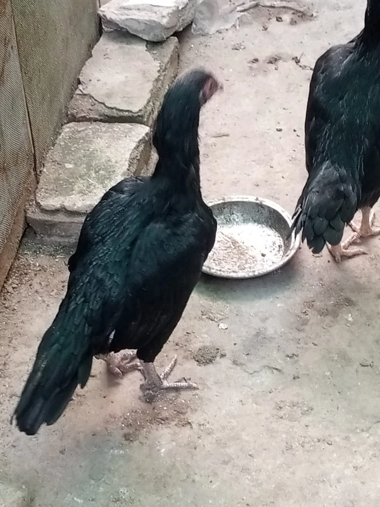 4 mianwali mushki hen urgent for sale ready to breed egg ki granty-Image 8