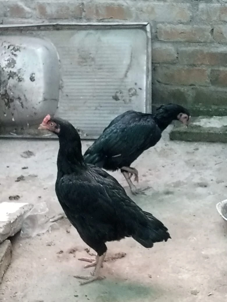 4 mianwali mushki hen urgent for sale ready to breed egg ki granty-Image 9