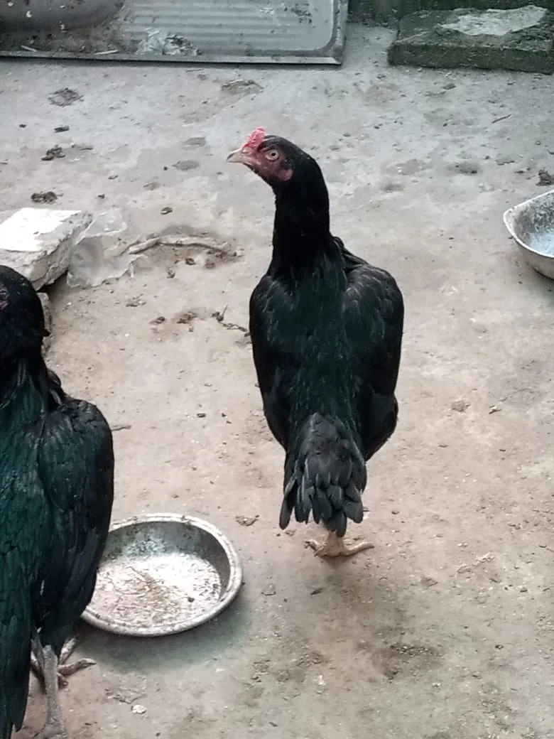 4 mianwali mushki hen urgent for sale ready to breed egg ki granty-Image 10