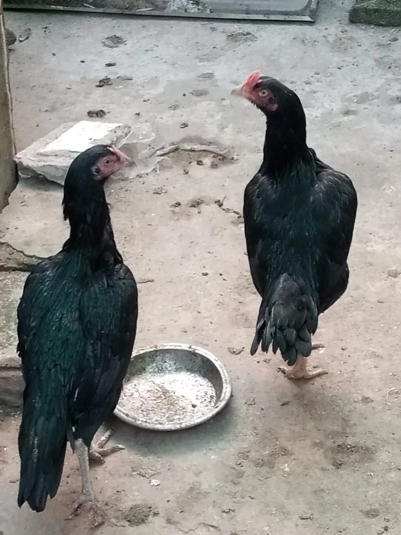 4 mianwali mushki hen urgent for sale ready to breed egg ki granty-Image 11