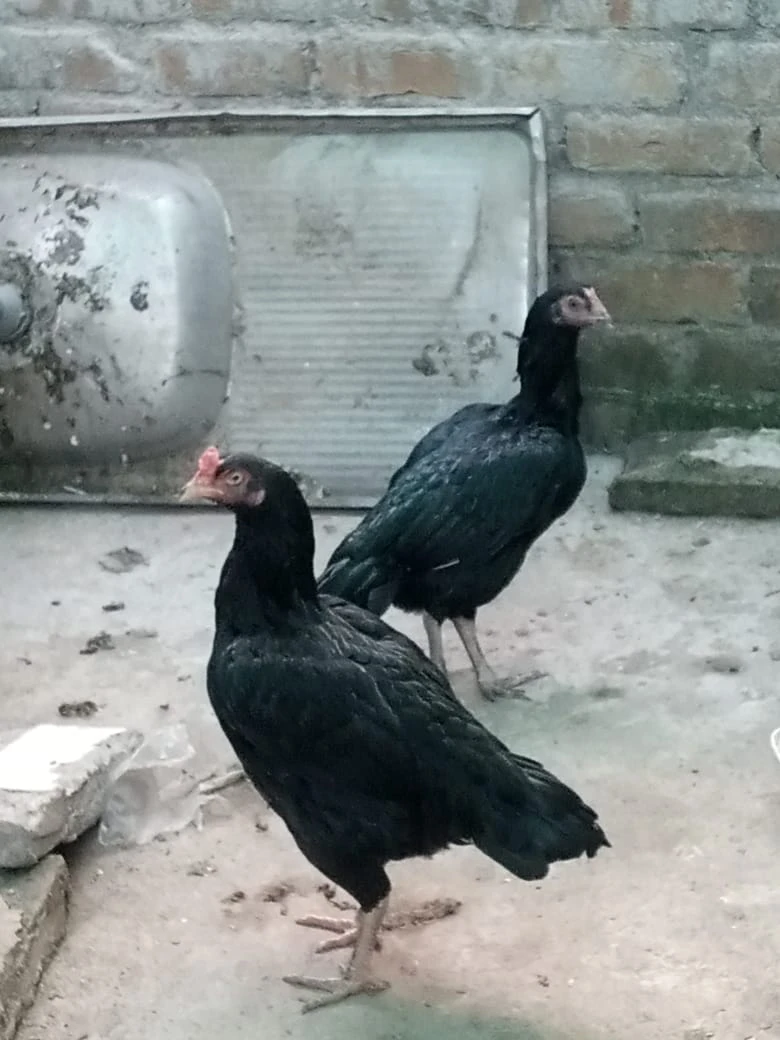 4 mianwali mushki hen urgent for sale ready to breed egg ki granty-Image 12