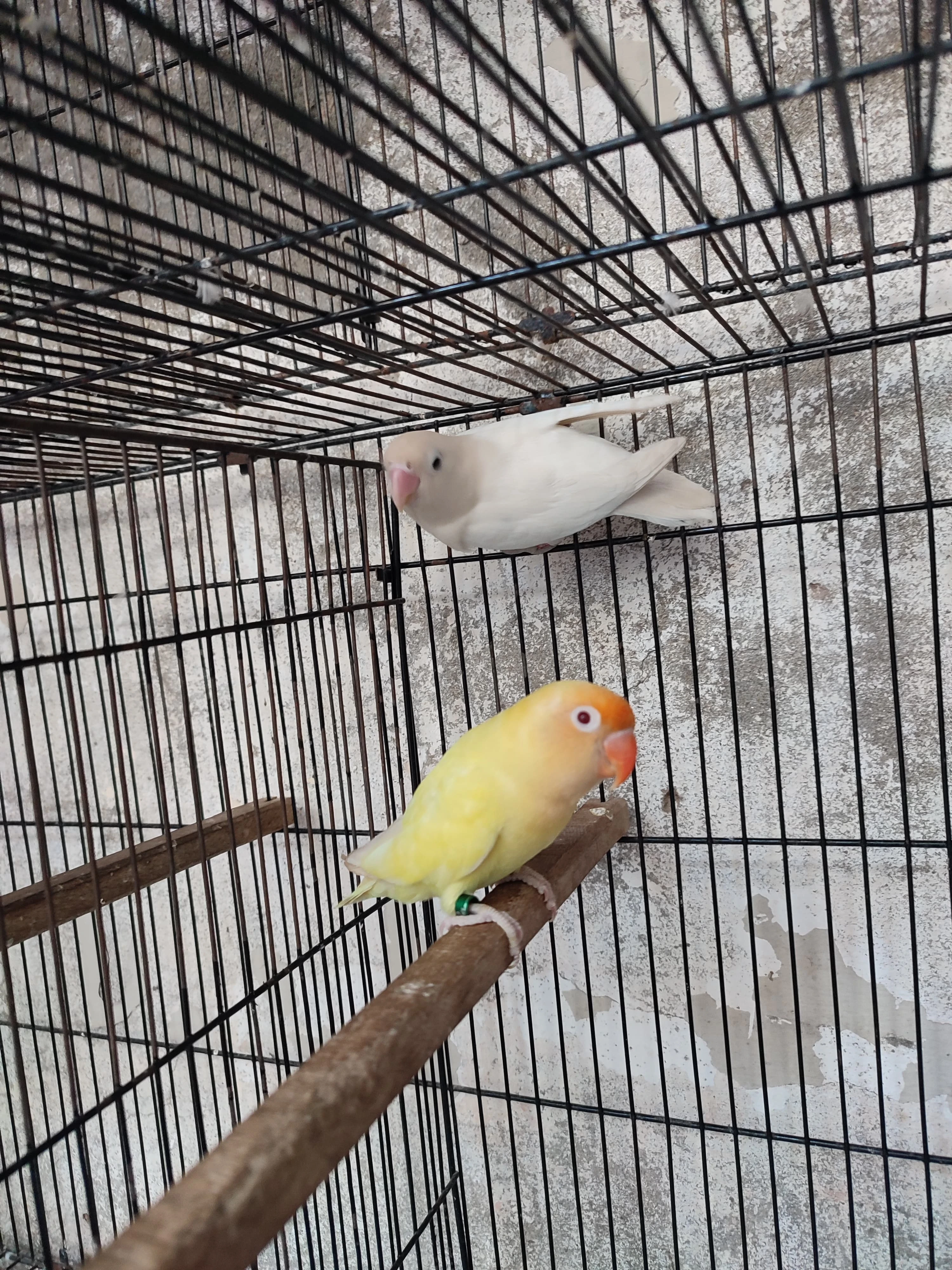 Creamino in to albino splitino DNA🧬 pair For sale(2nd) pair albino red eye in to albino splitino with DNA🧬-Image 2