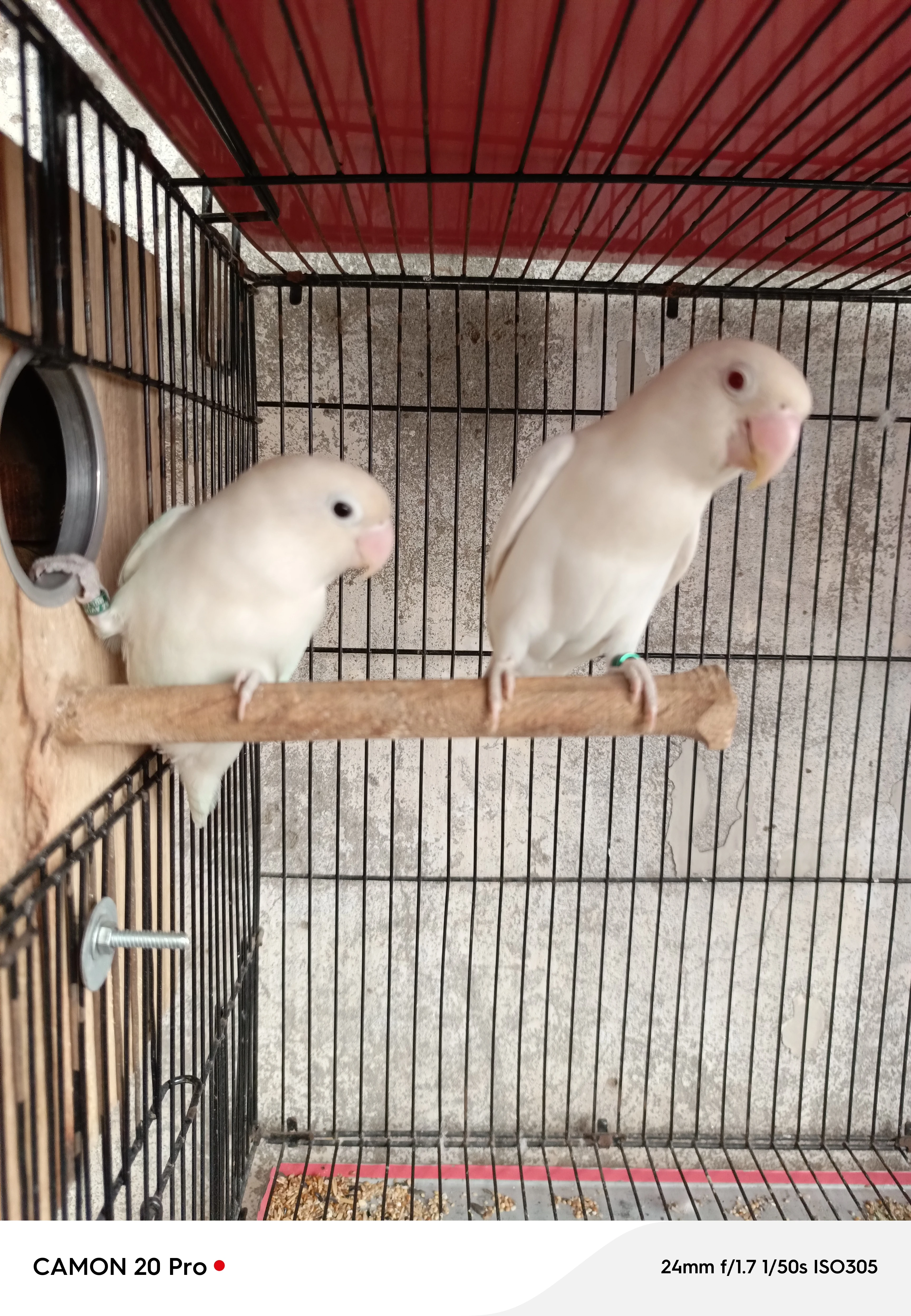 Creamino in to albino splitino DNA🧬 pair For sale(2nd) pair albino red eye in to albino splitino with DNA🧬-Image 4