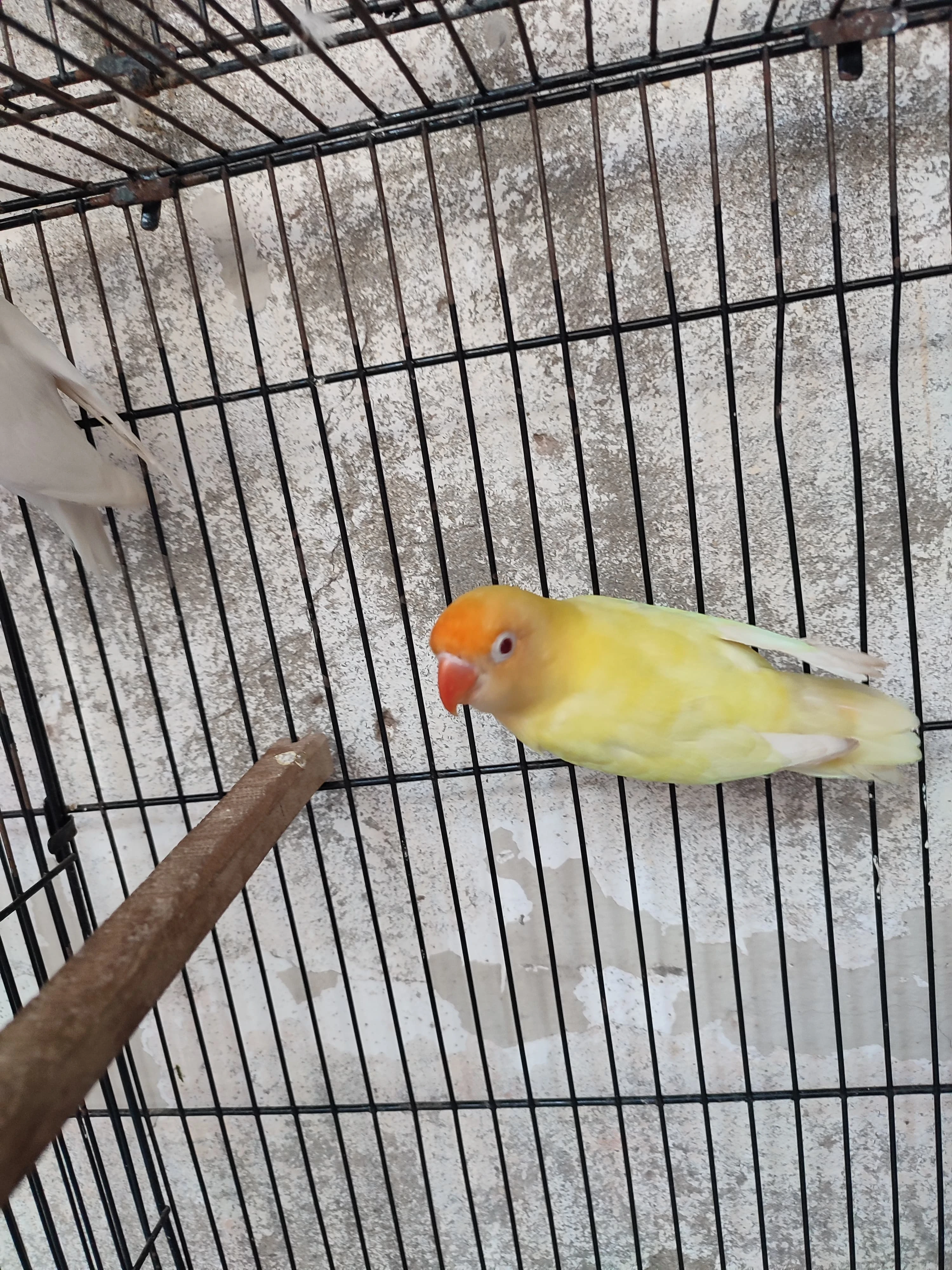 Creamino in to albino splitino DNA🧬 pair For sale(2nd) pair albino red eye in to albino splitino with DNA🧬-Image 5