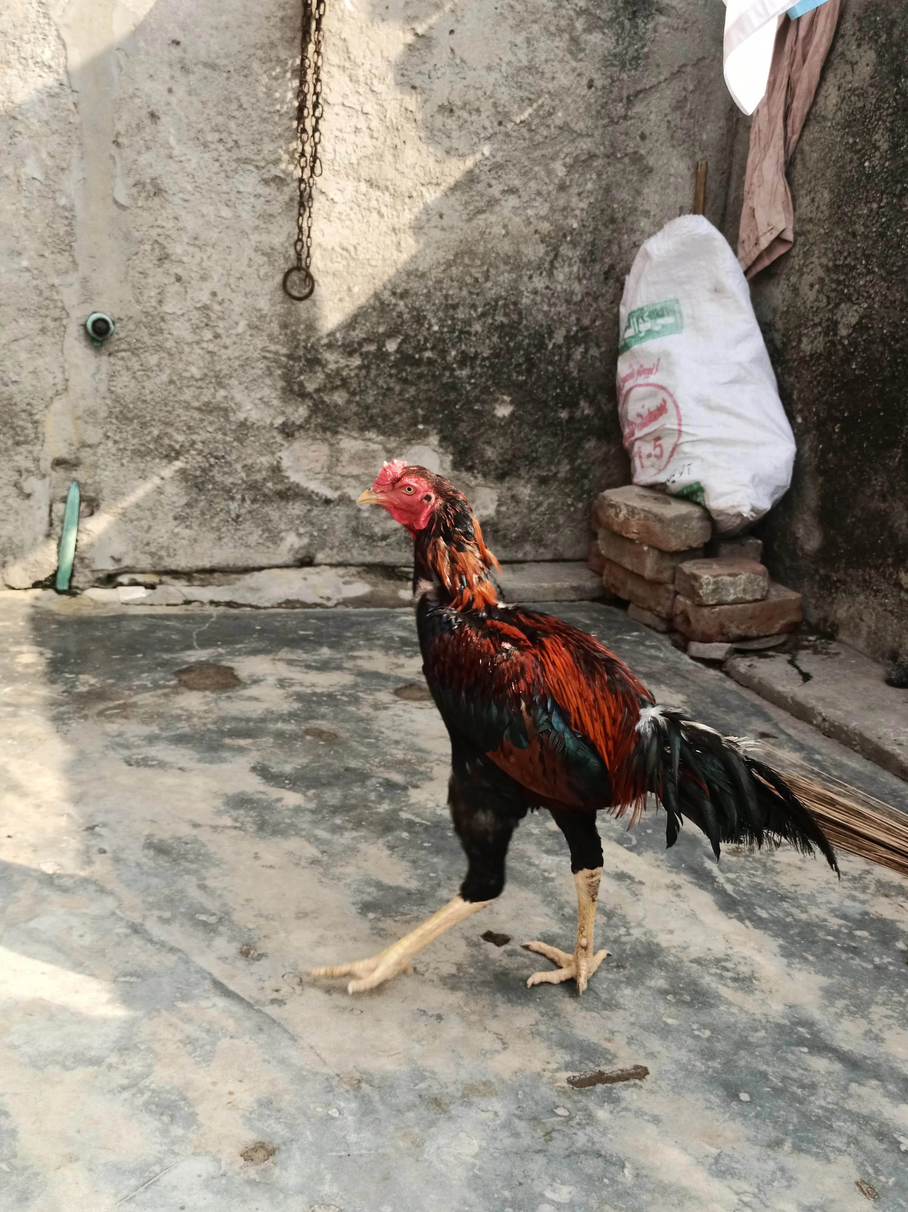 Sindhi aseel pair for sale-Image 5