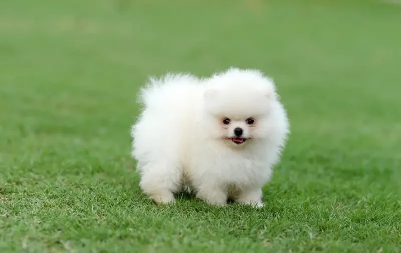 Pomeranian Puppies Imported bloodline-Image 2