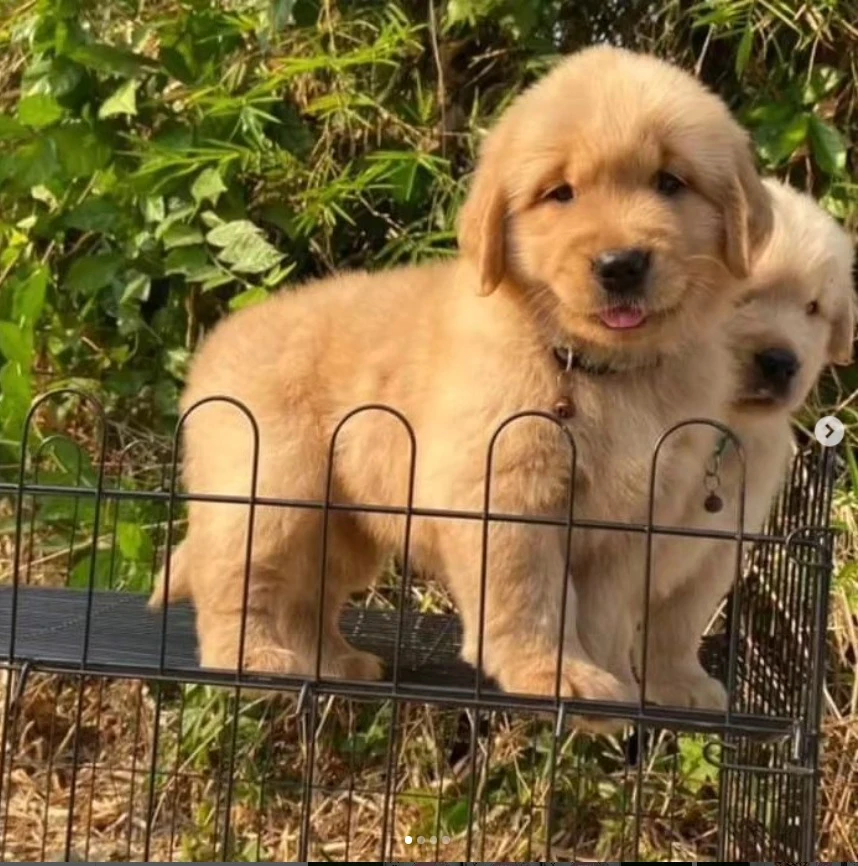 Golden Retriver Puppies are available forever homes only serious buyers may contact-Image 1