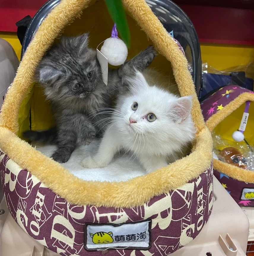 Persian Kittens available at Pets City-Image 1