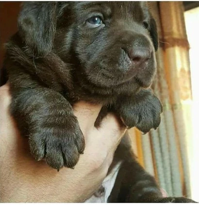 chocolate Labrador puppies for sale-Image 1