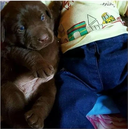 chocolate Labrador puppies for sale-Image 2