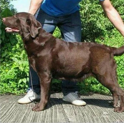 Labrador dog for sale-Image 1