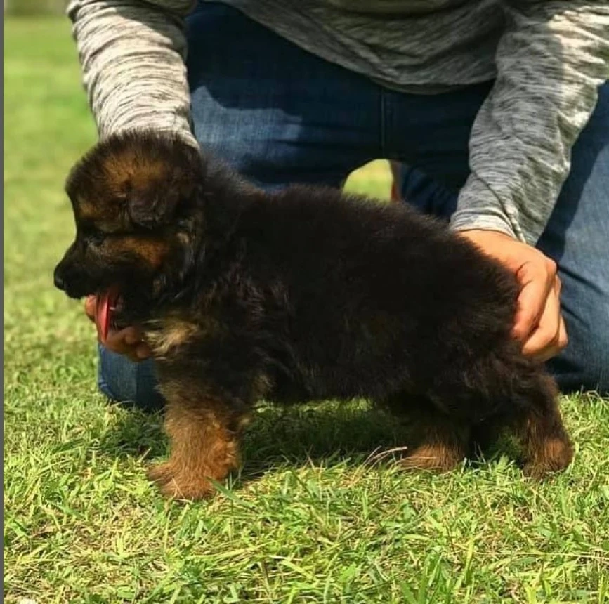 Superb anatomy beautiful Long hair GSD puppy for sale-Image 1