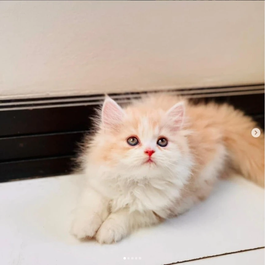 Persian kitten for sale-Image 1