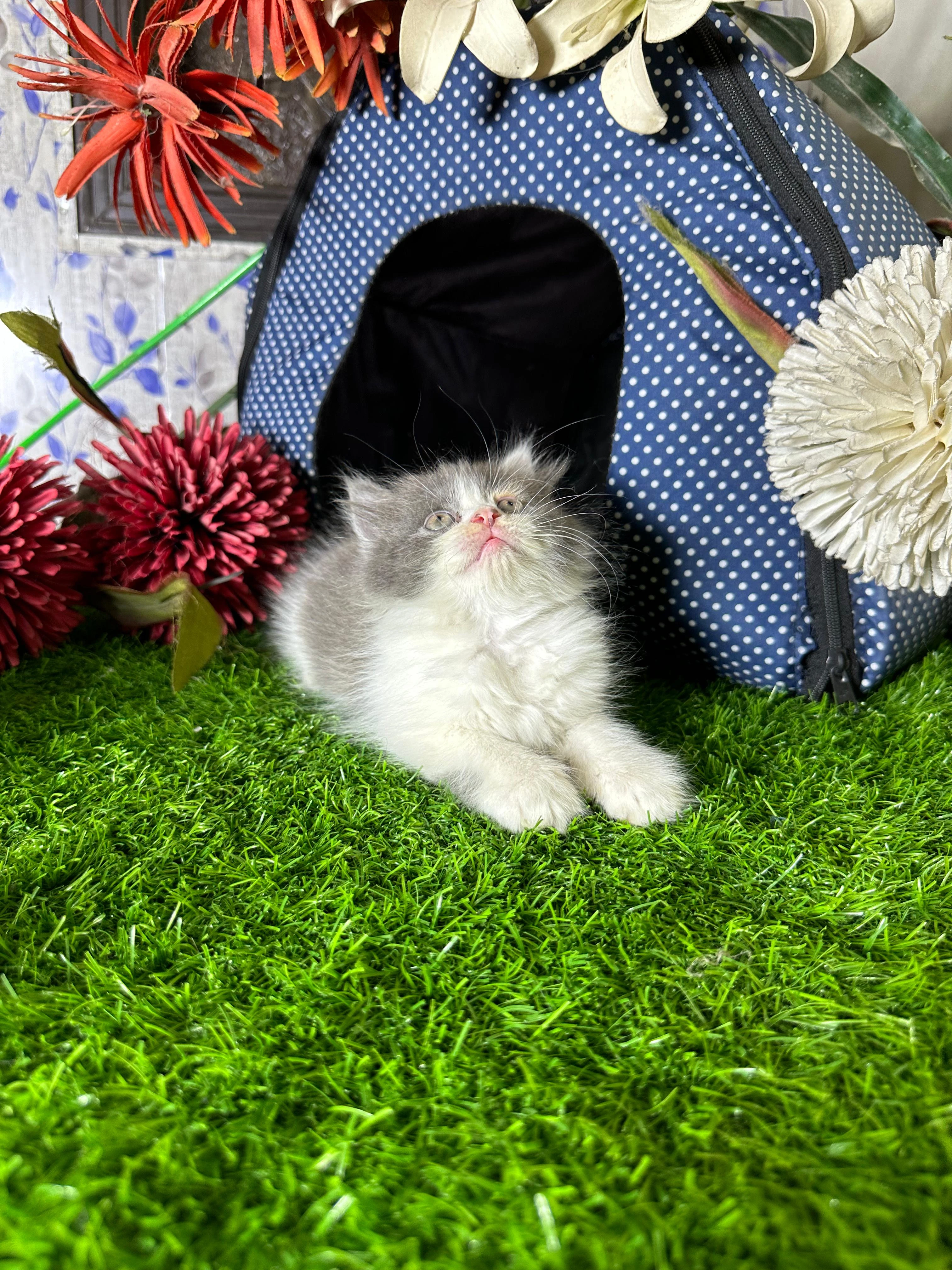 Kittens available for sale-Image 1