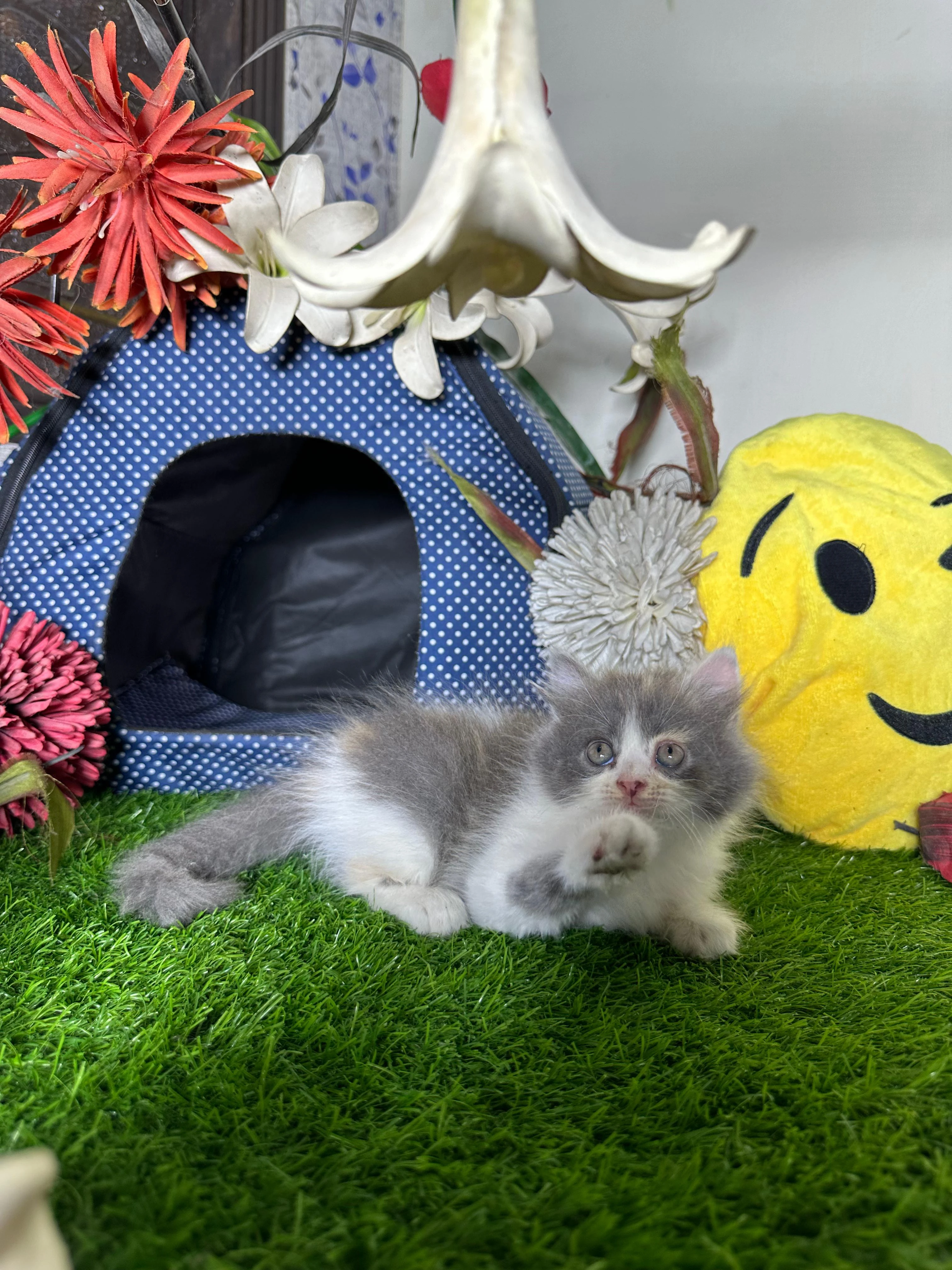 Kittens available for sale-Image 3