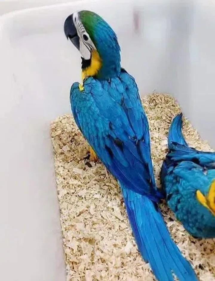 Blue and gold chicks macaw parrot for sale-Image 2