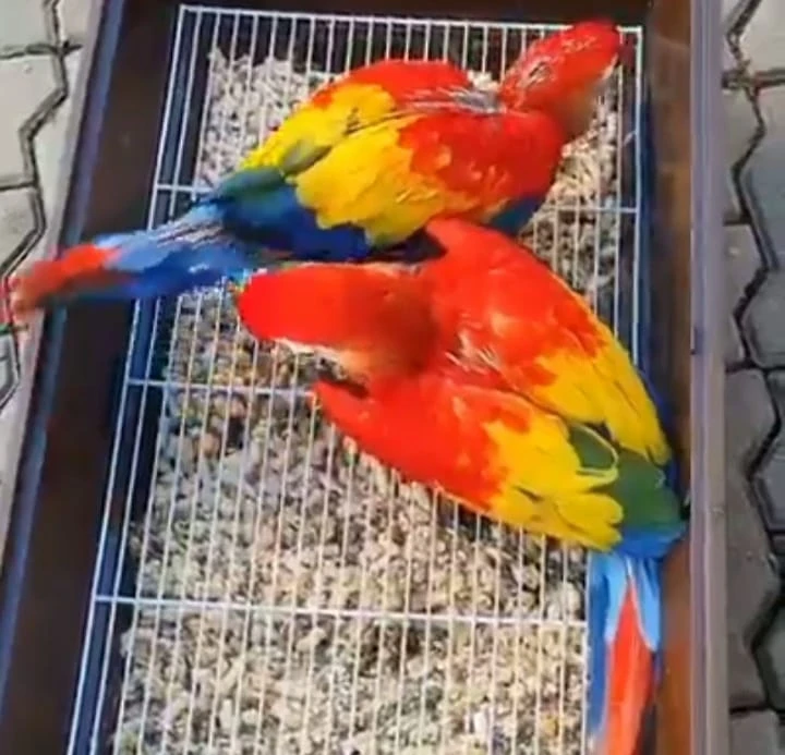 Red macaw parrot age 5 month for sale looking beautiful good healthy vaccination complete only one piece male and female confirm pair Feed khud krte he talking ni krte-Image 2