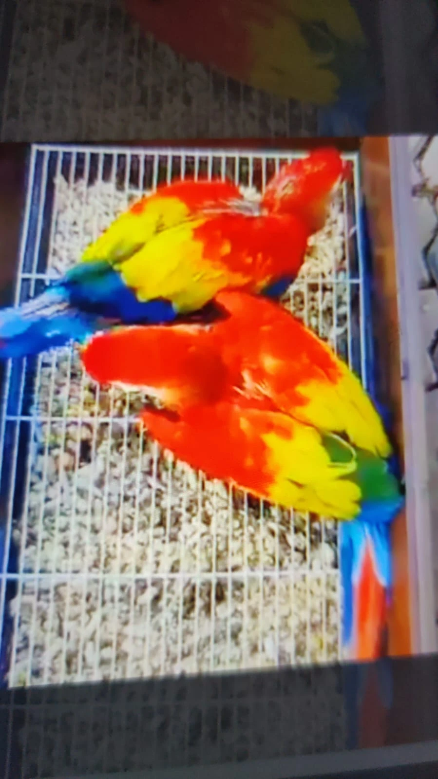 Red macaw parrot age 5 month for sale looking beautiful good healthy vaccination complete only one piece male and female confirm pair Feed khud krte he talking ni krte-Image 3