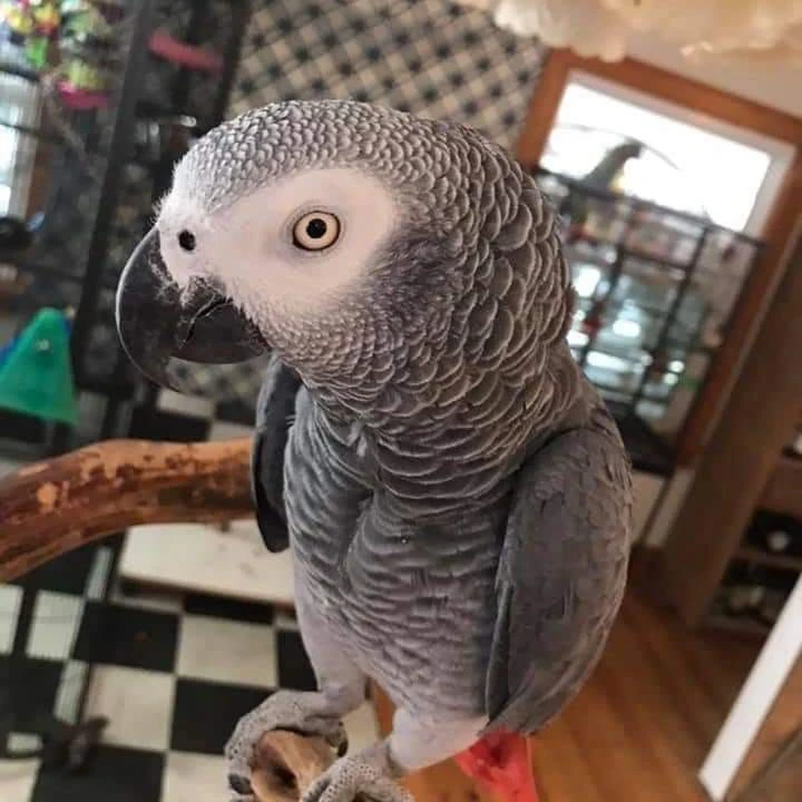 African gray parrot age 6 month for sale looking beautiful good healthy vaccination complete DNA test report ok Mail confirm-Image 2