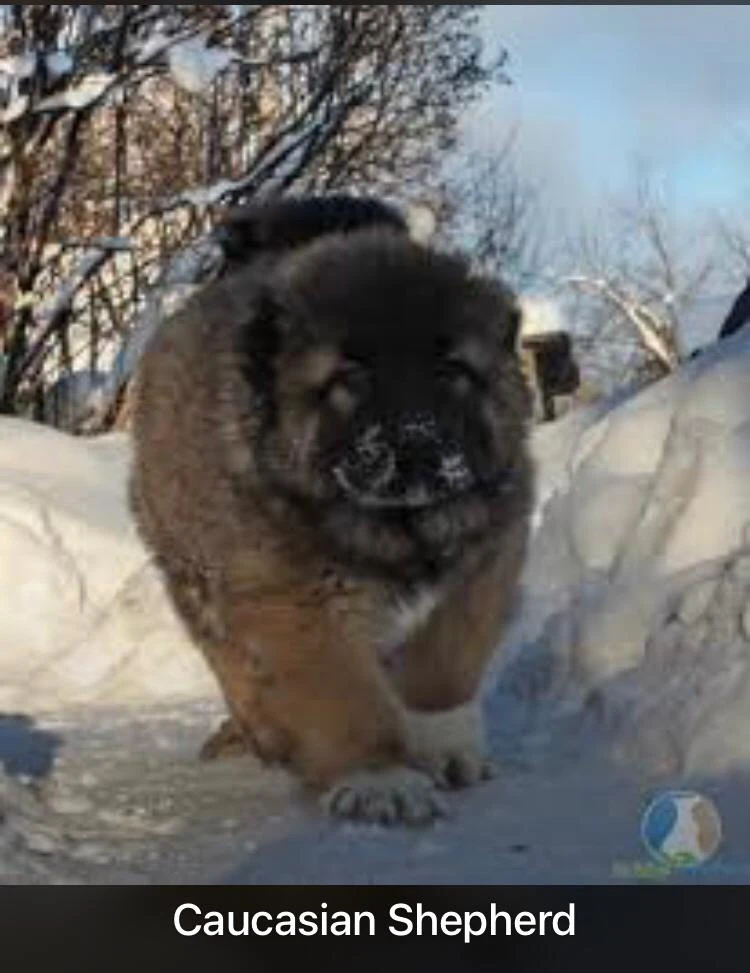 Caucasian shepherd dog for sale-Image 1