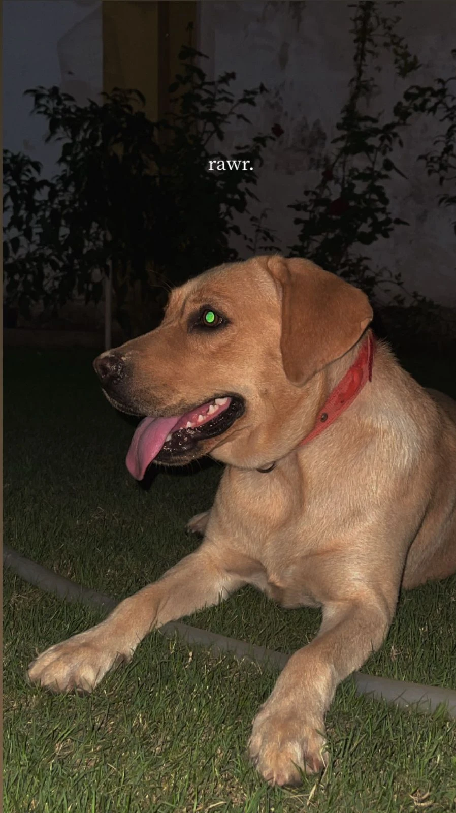 British Labrador-Image 2