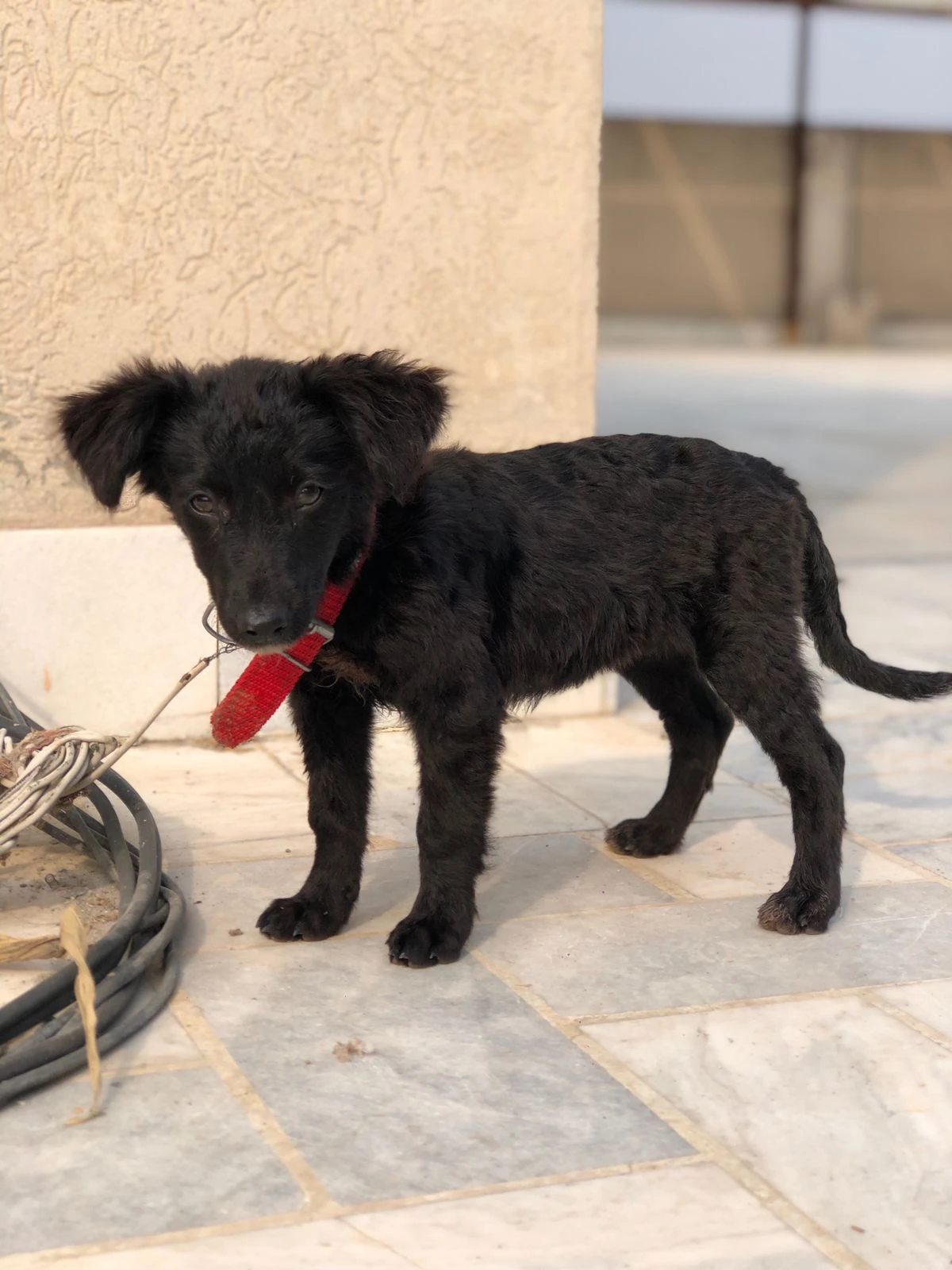 German Shepherd puppies for sale pair available-Image 3