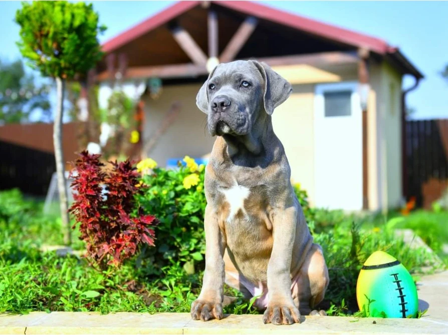 Presa Canario available for import-Image 2