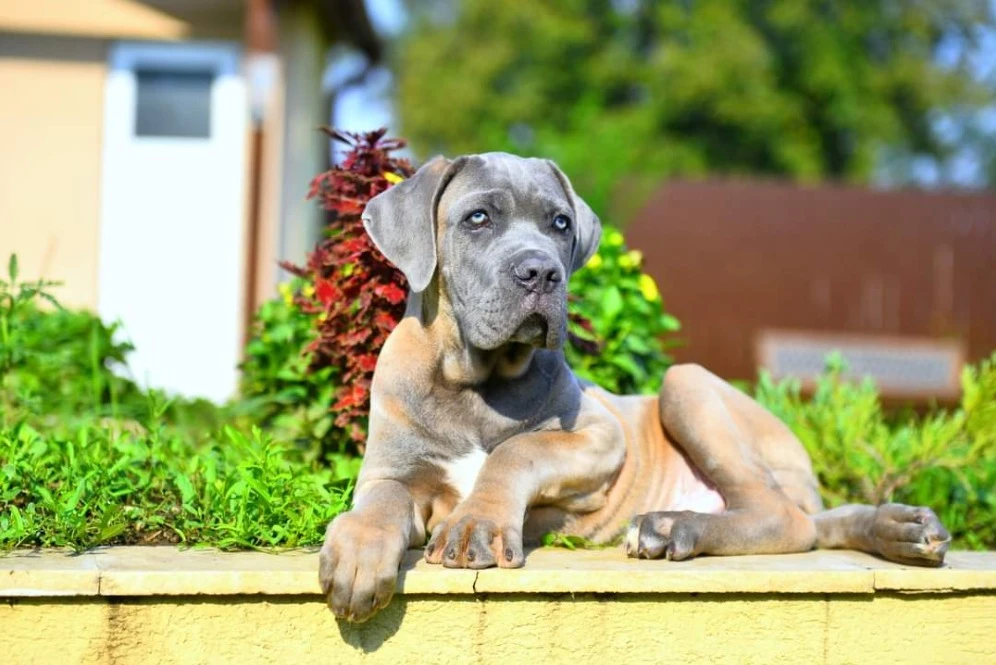 Presa Canario available for import-Image 3