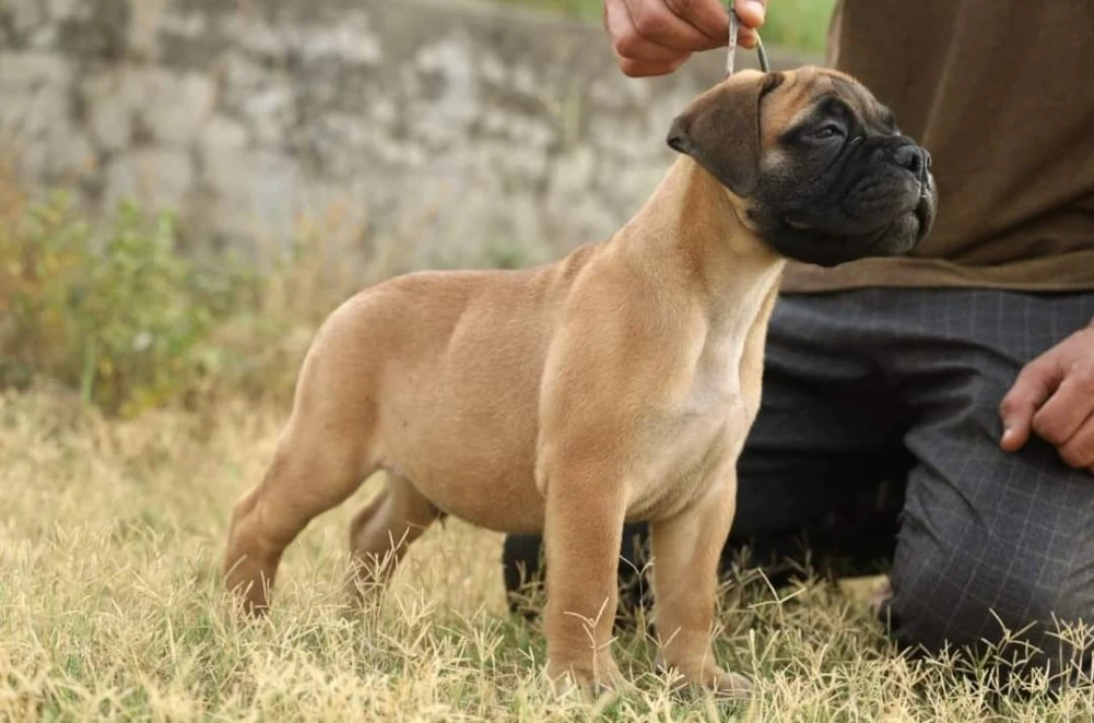 bullmastiff available for import-Image 2