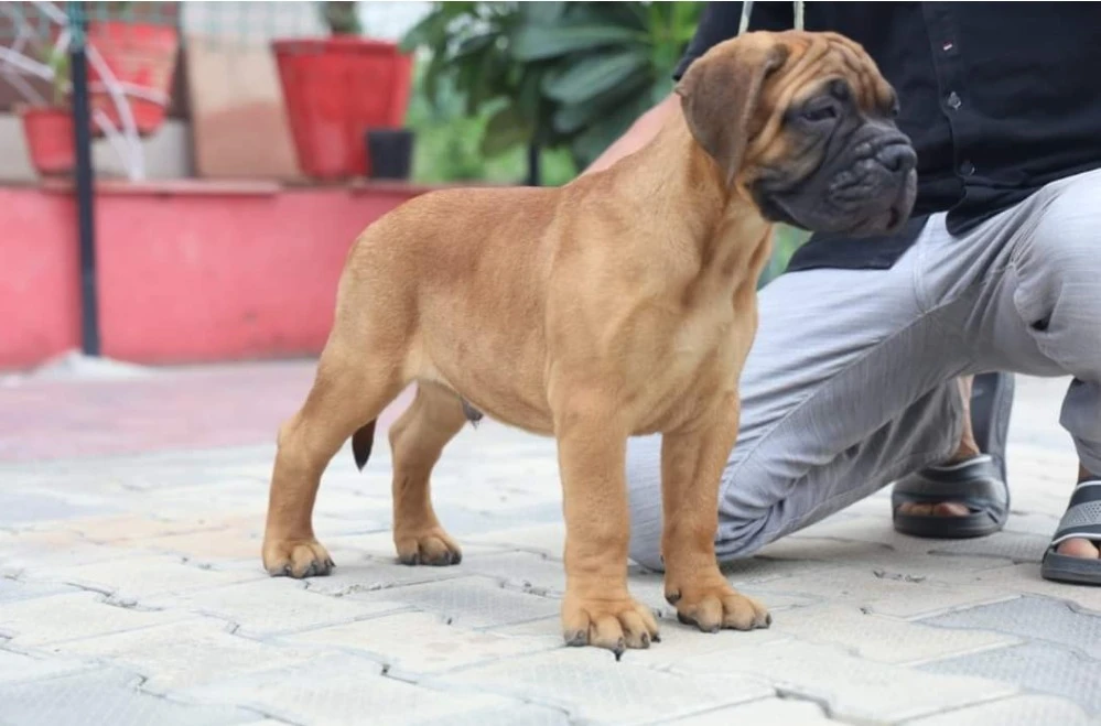 bullmastiff available for import-Image 3