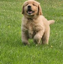 Golden Retirever puppy for sale-Image 1