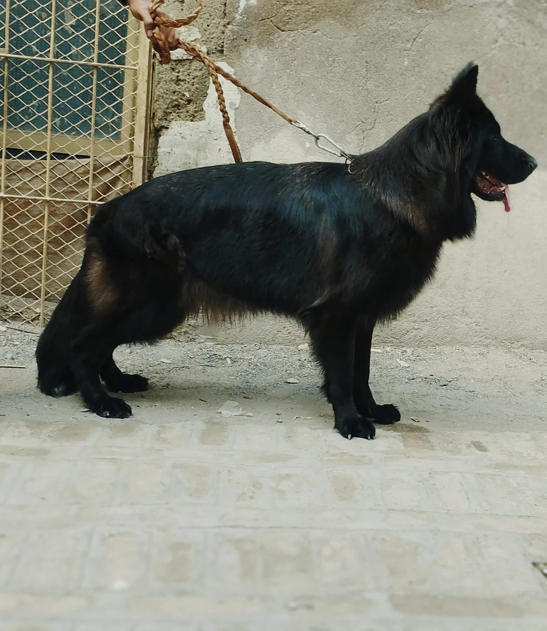 Black German shepherd for sale-Image 1