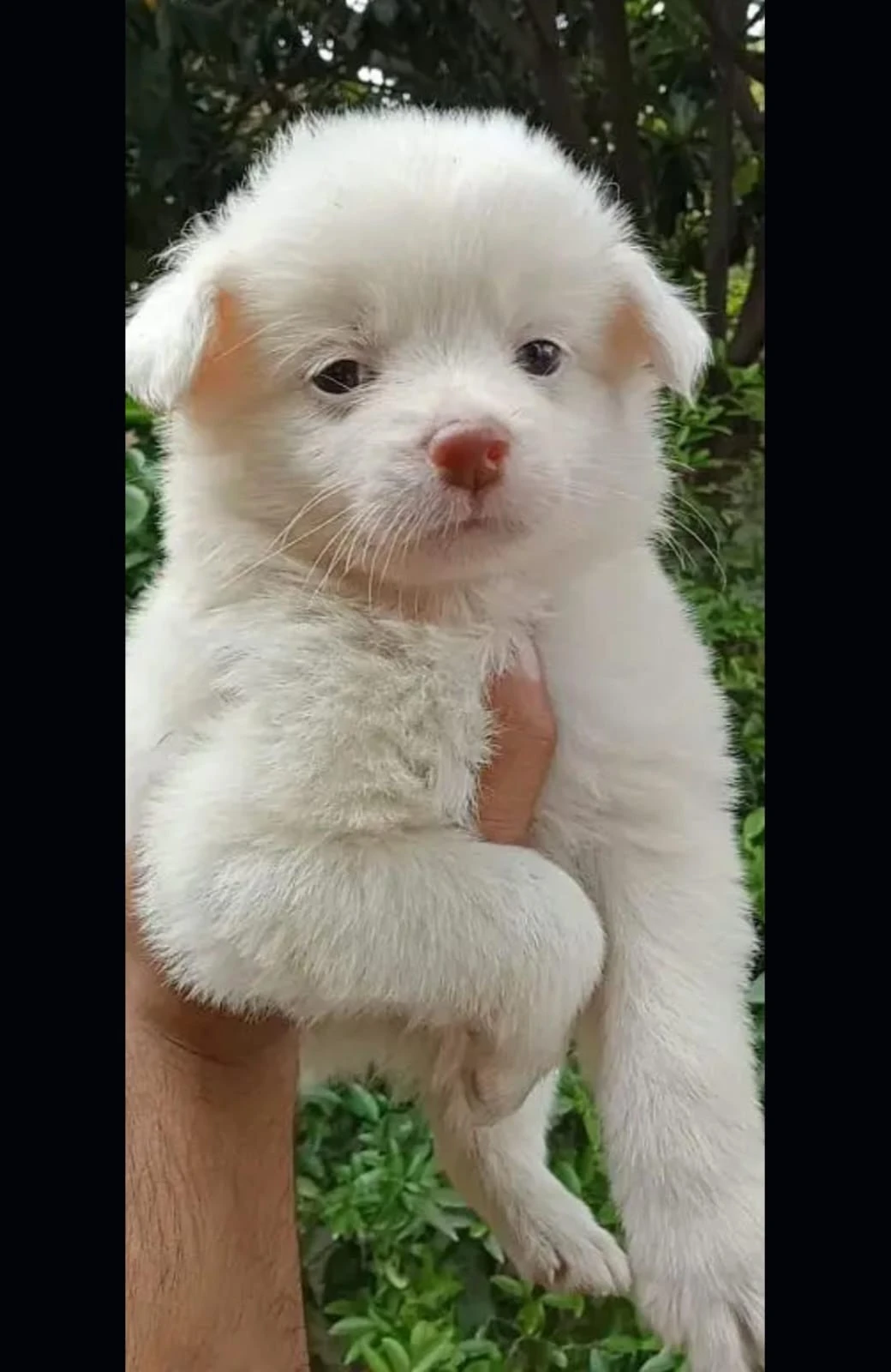 Russian puppies available looking for new home-Image 2