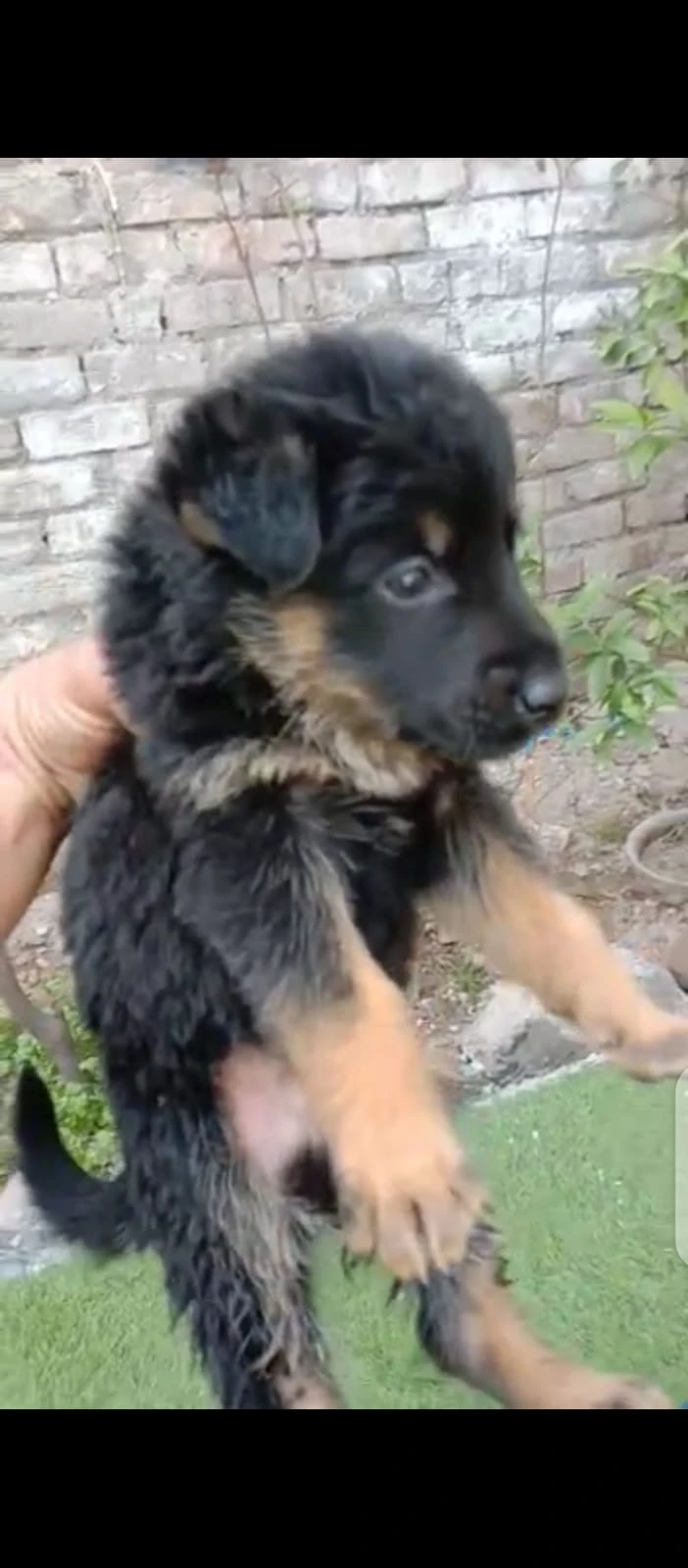 German shepherd long coat puppies available-Image 2