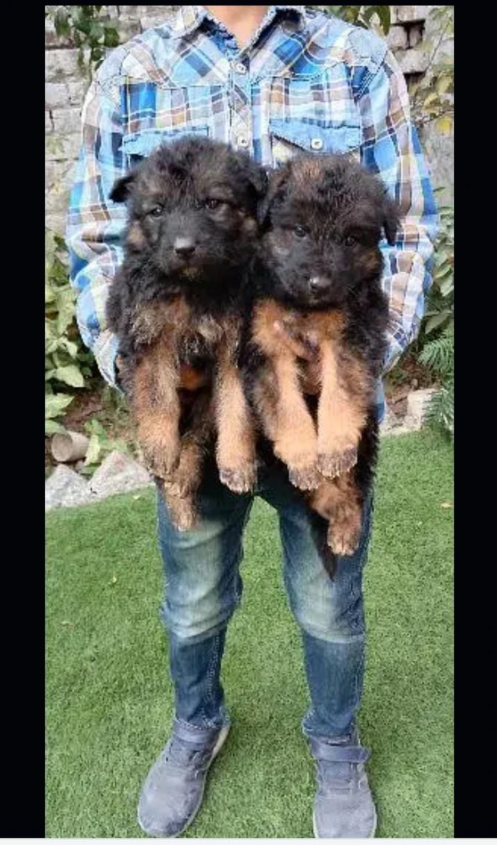 German shepherd long coat puppies available-Image 3